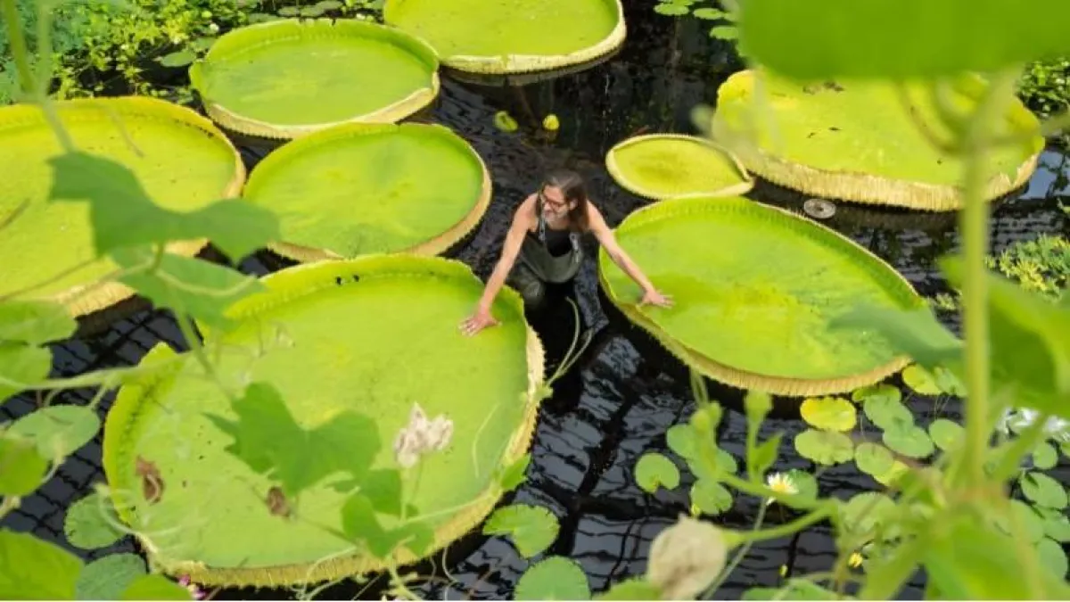 أكبر زنبقة مائية في العالم