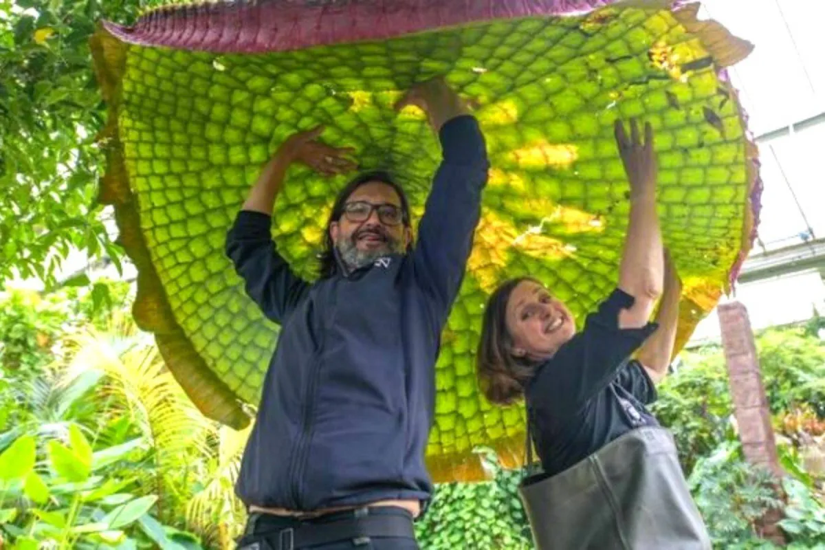 أكبر زنبقة مائية في العالم