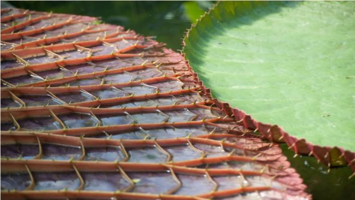 أكبر زنبقة مائية في العالم