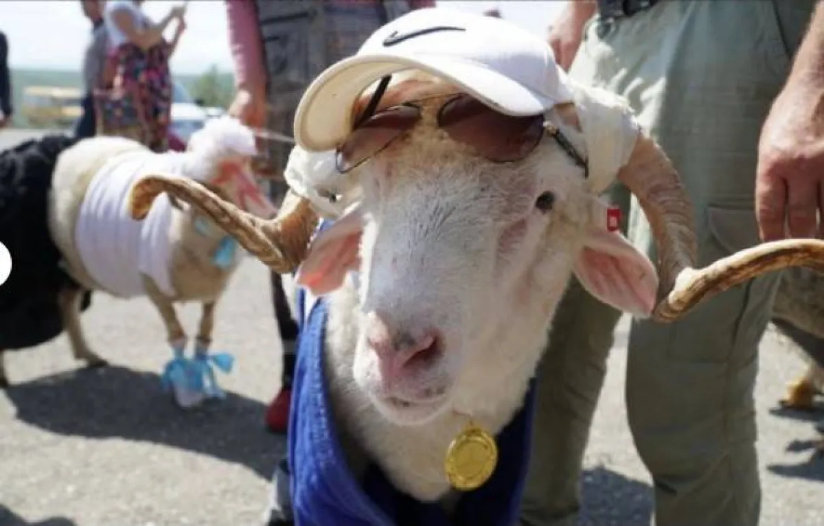 ملكة جمال الأغنام