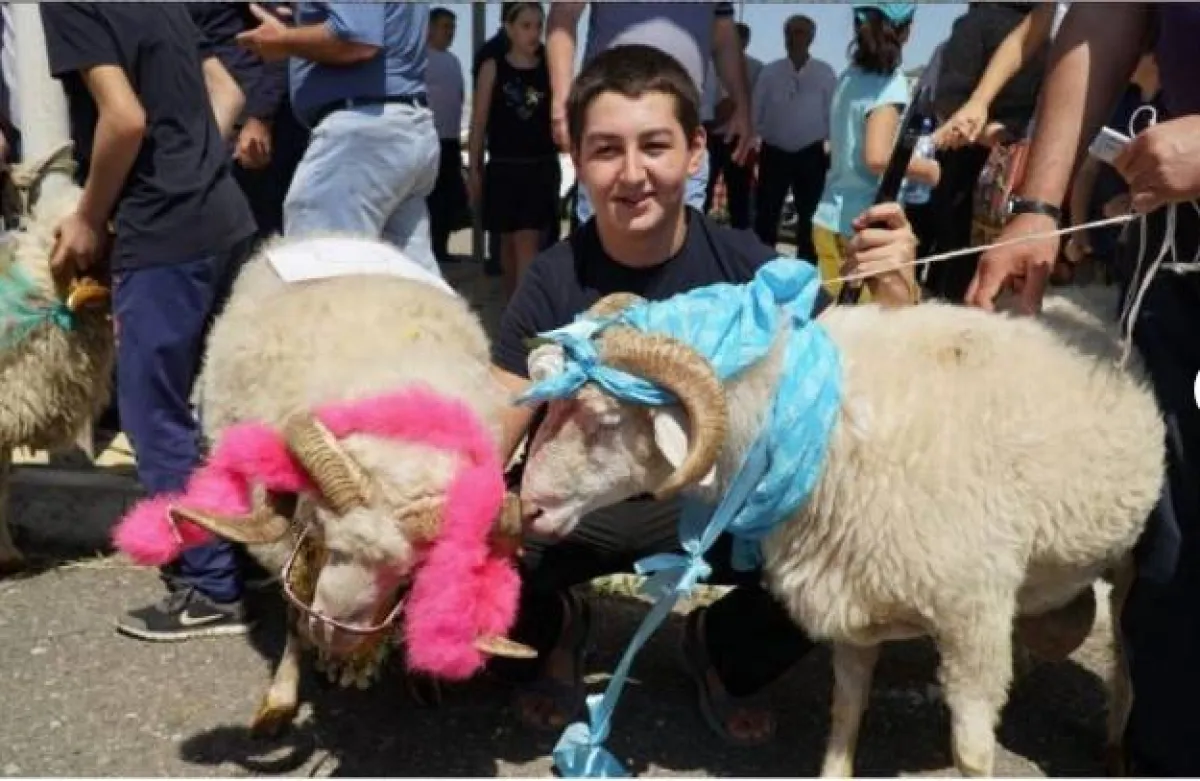 ملكة جمال الأغنام