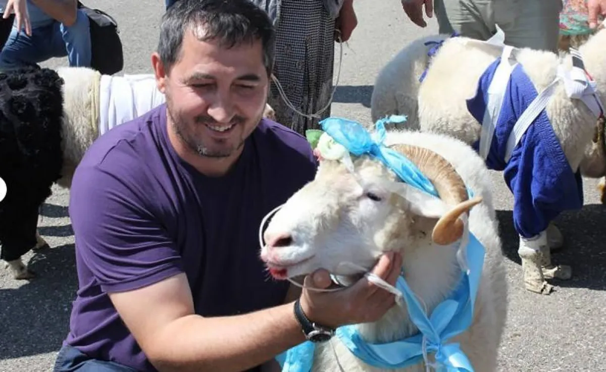 ملكة جمال الأغنام