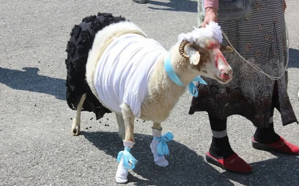 ملكة جمال الأغنام