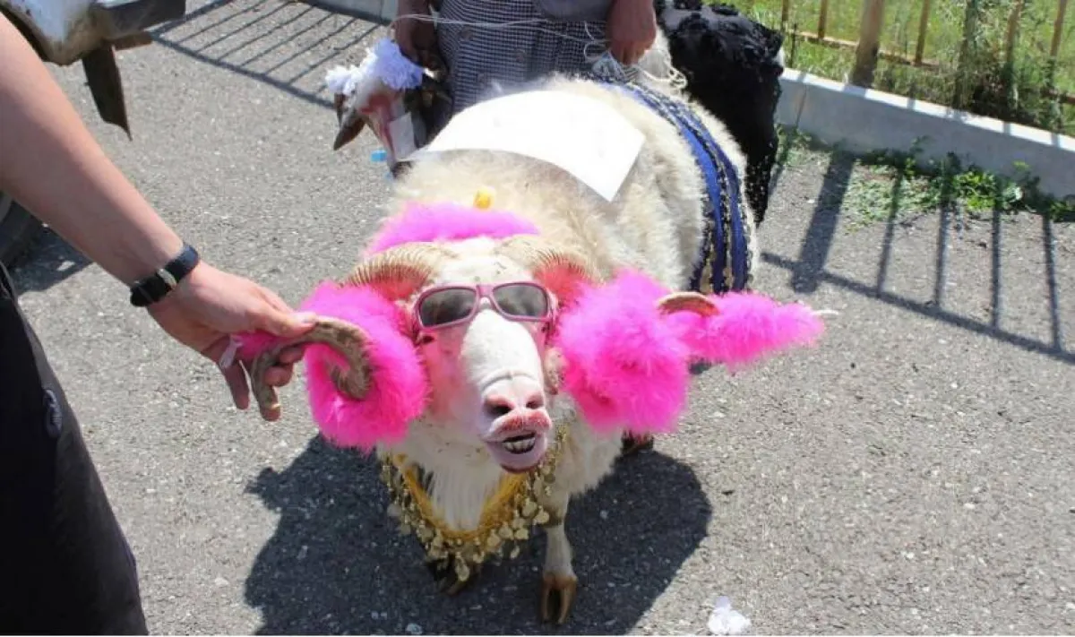 ملكة جمال الأغنام