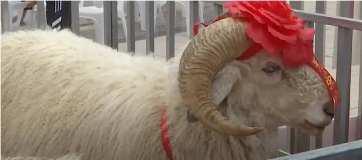 ملكة جمال الأغنام