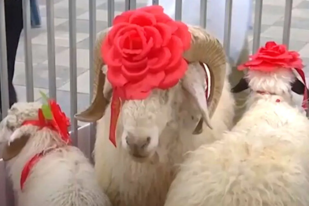 ملكة جمال الأغنام