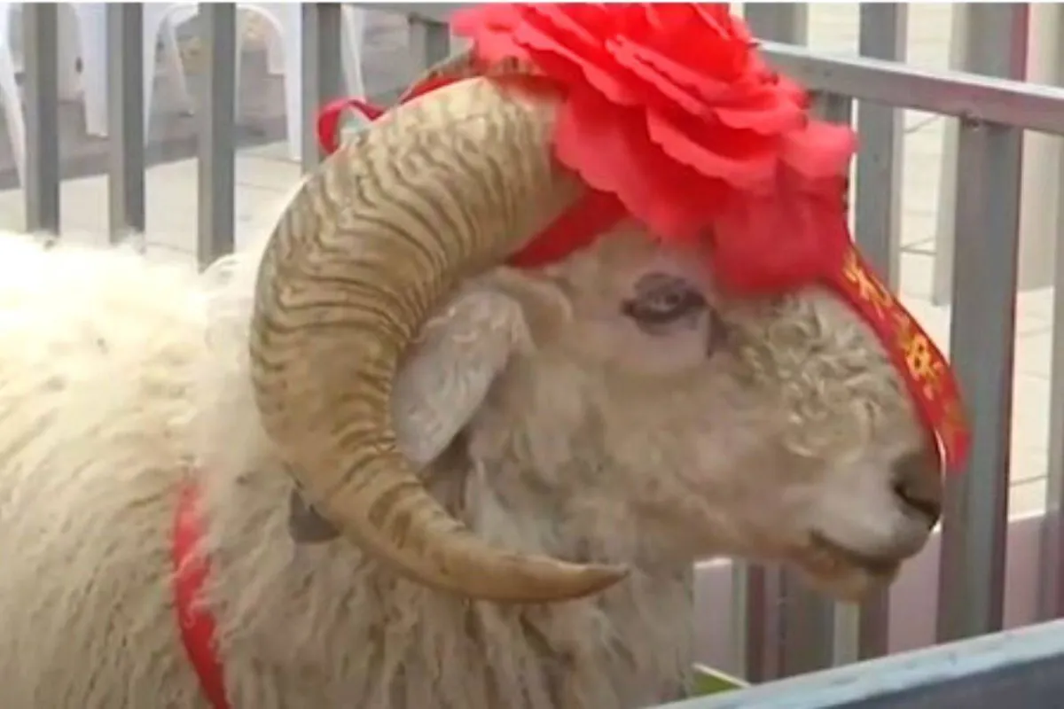 ملكة جمال الأغنام