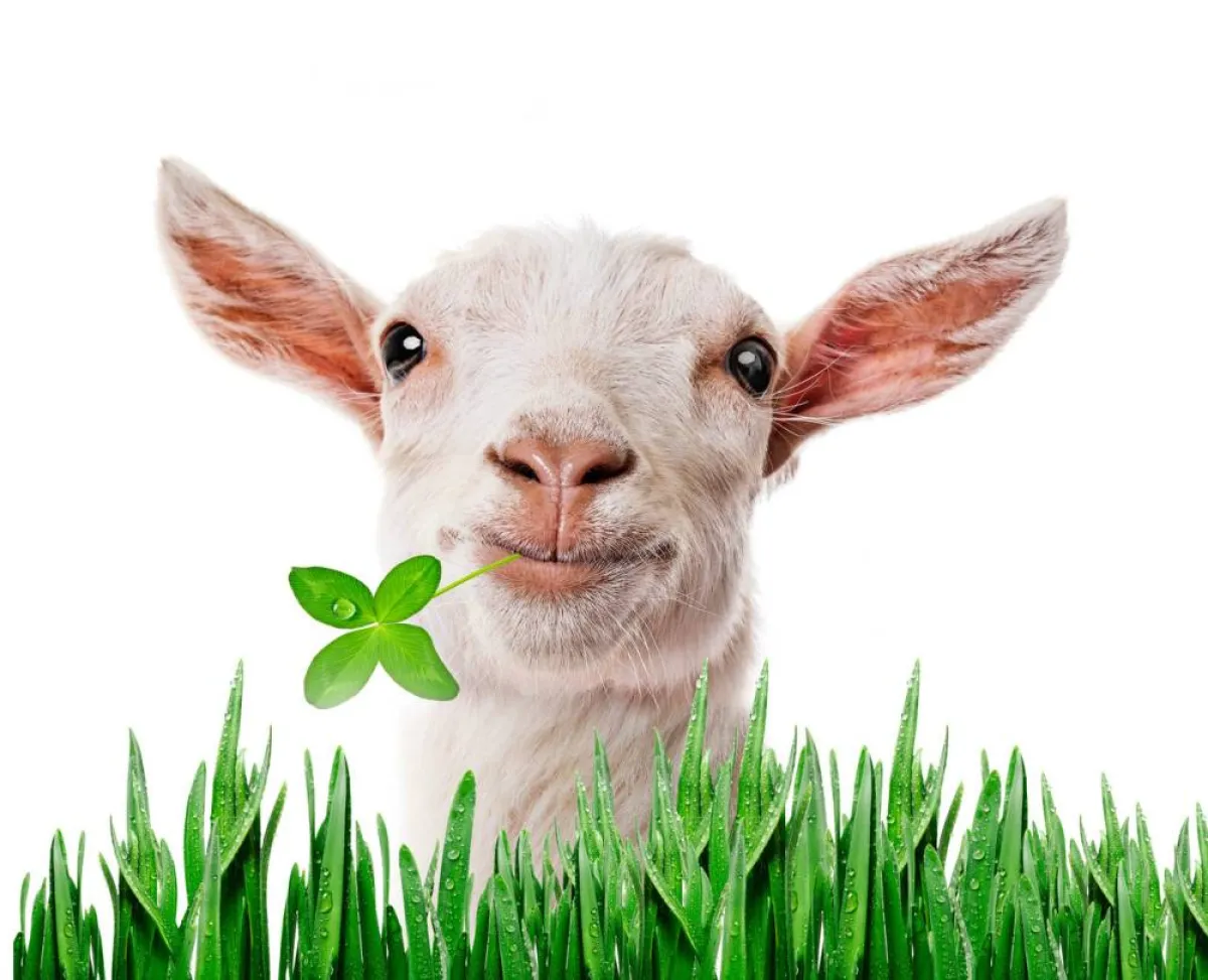 صورة للماعز