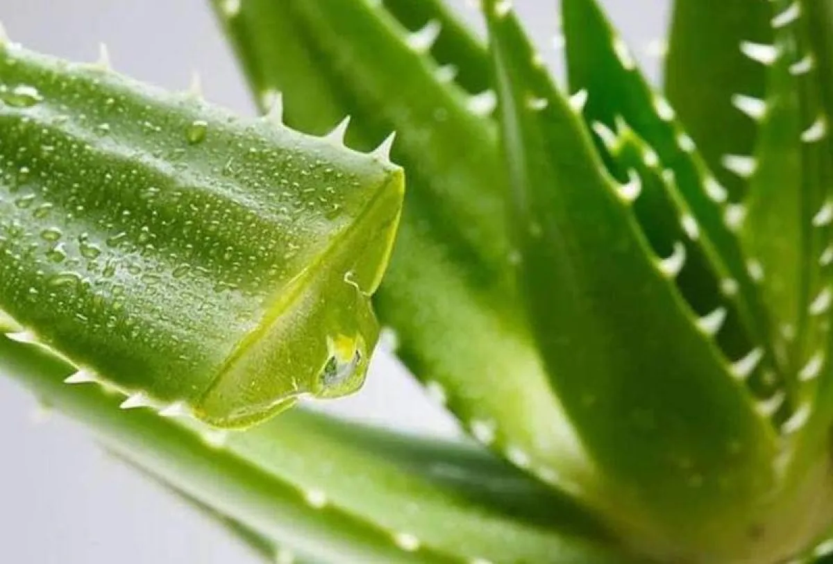 علاج ندبات الجروج بالصبار