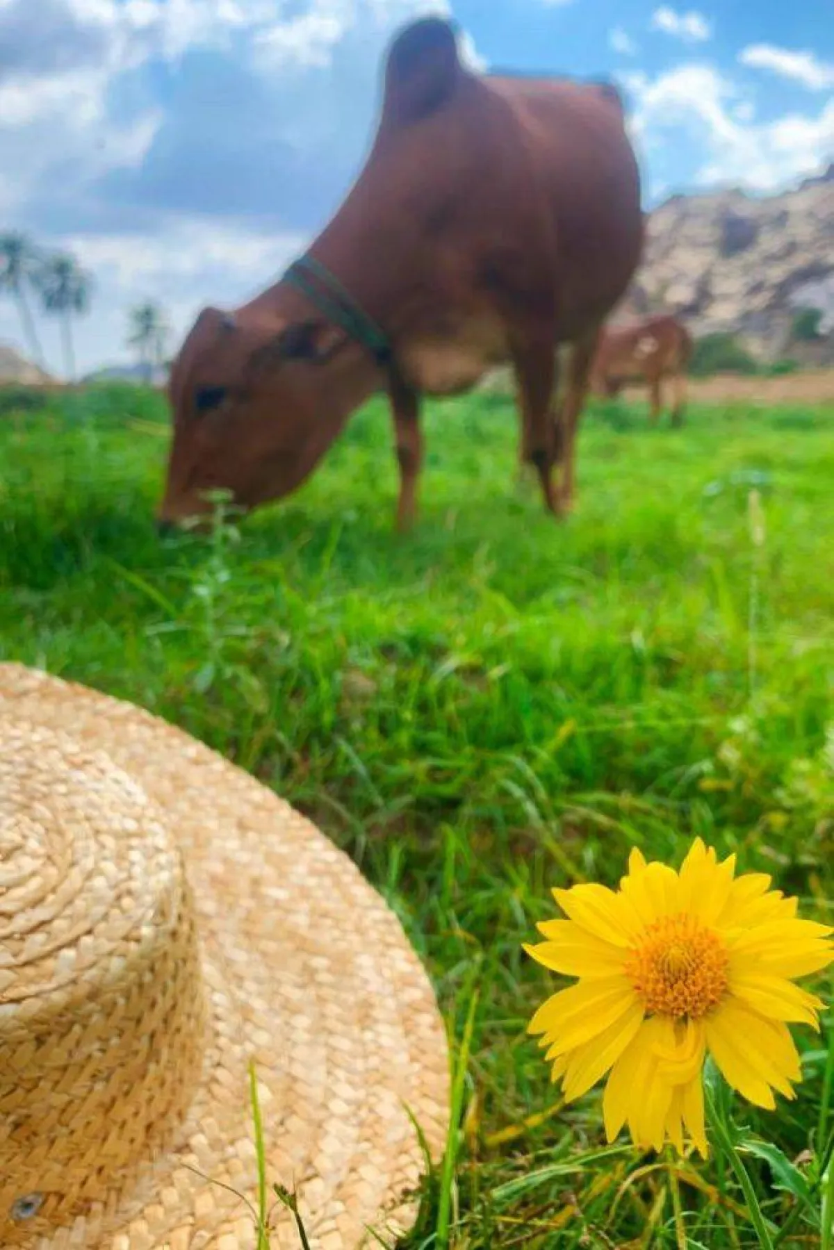 تظهر الصورة وادي غنما مصدر الصورة المصور متعب المالكي صاحب حساب @r1r_v