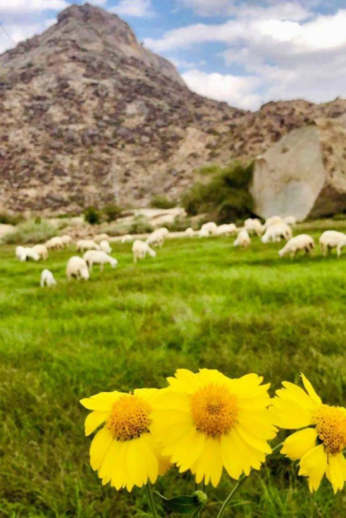 تظهر الصورة وادي غنما مصدر الصورة المصور متعب المالكي صاحب حساب @r1r_v