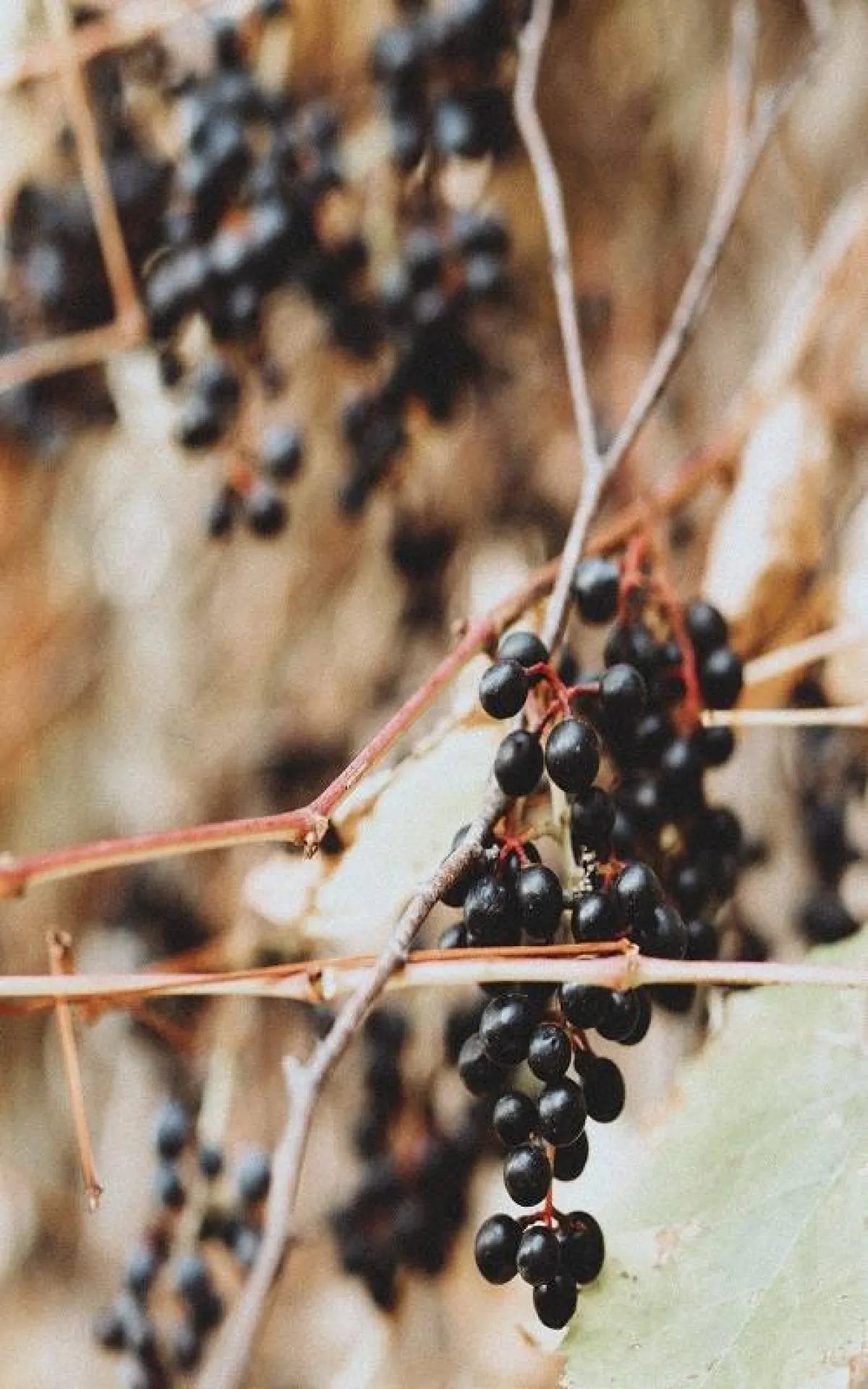ثمار البشام الأسود
