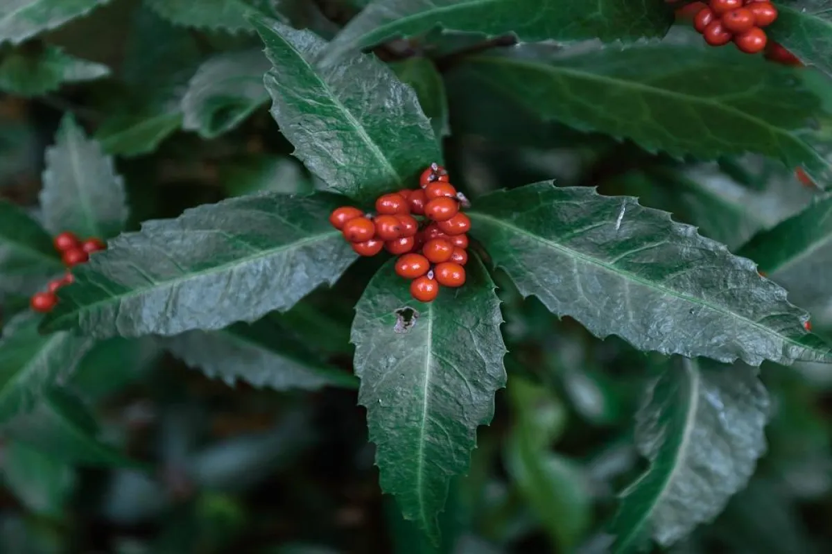 فوائد البشام الصحية