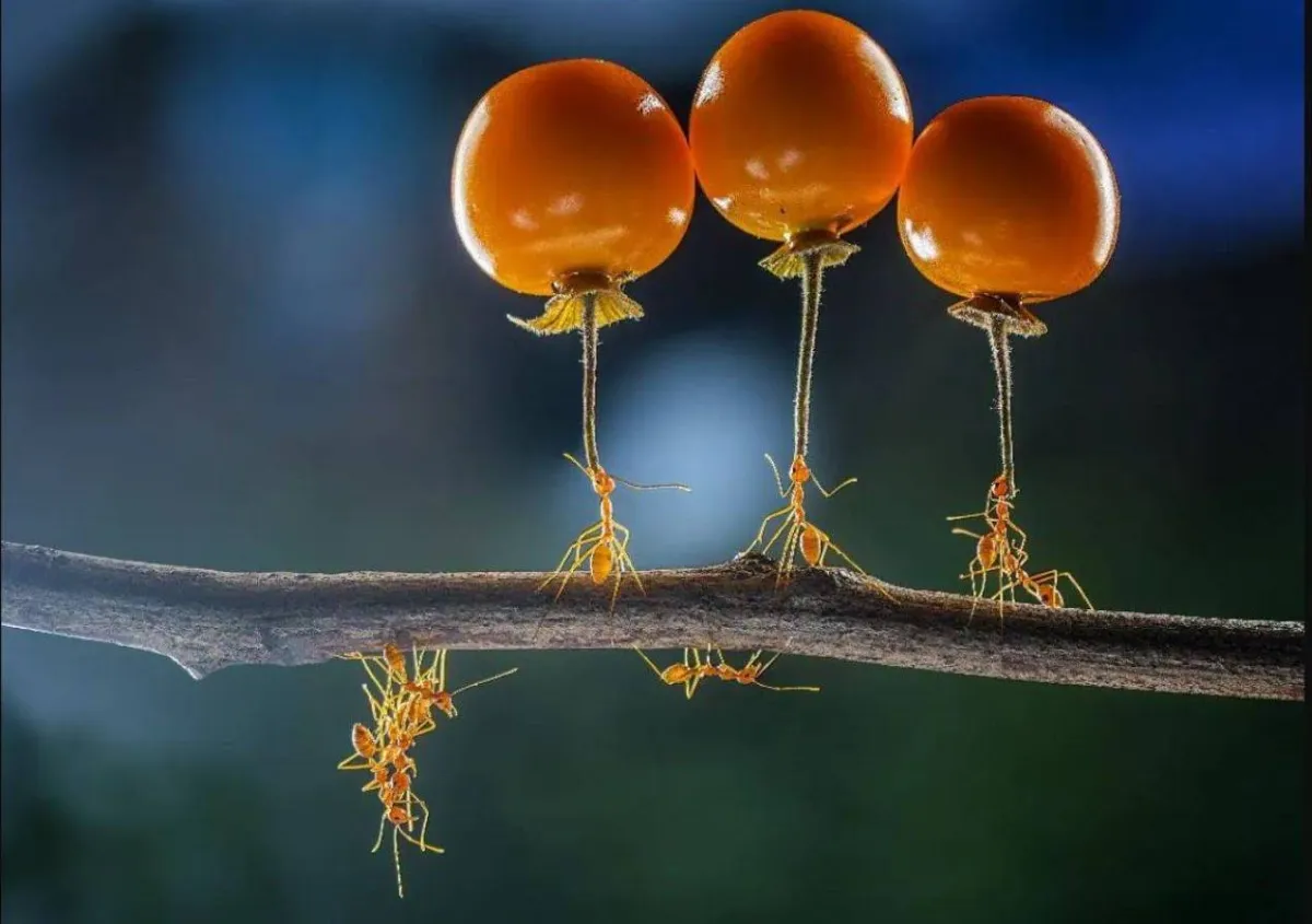صورة نمل يحمل 10 أضعاف وزنه