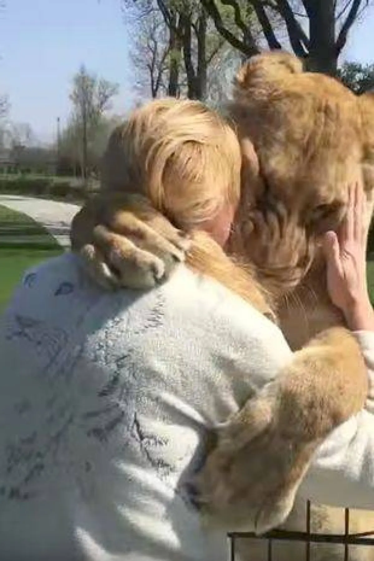 صورة المربية مع اللبؤة