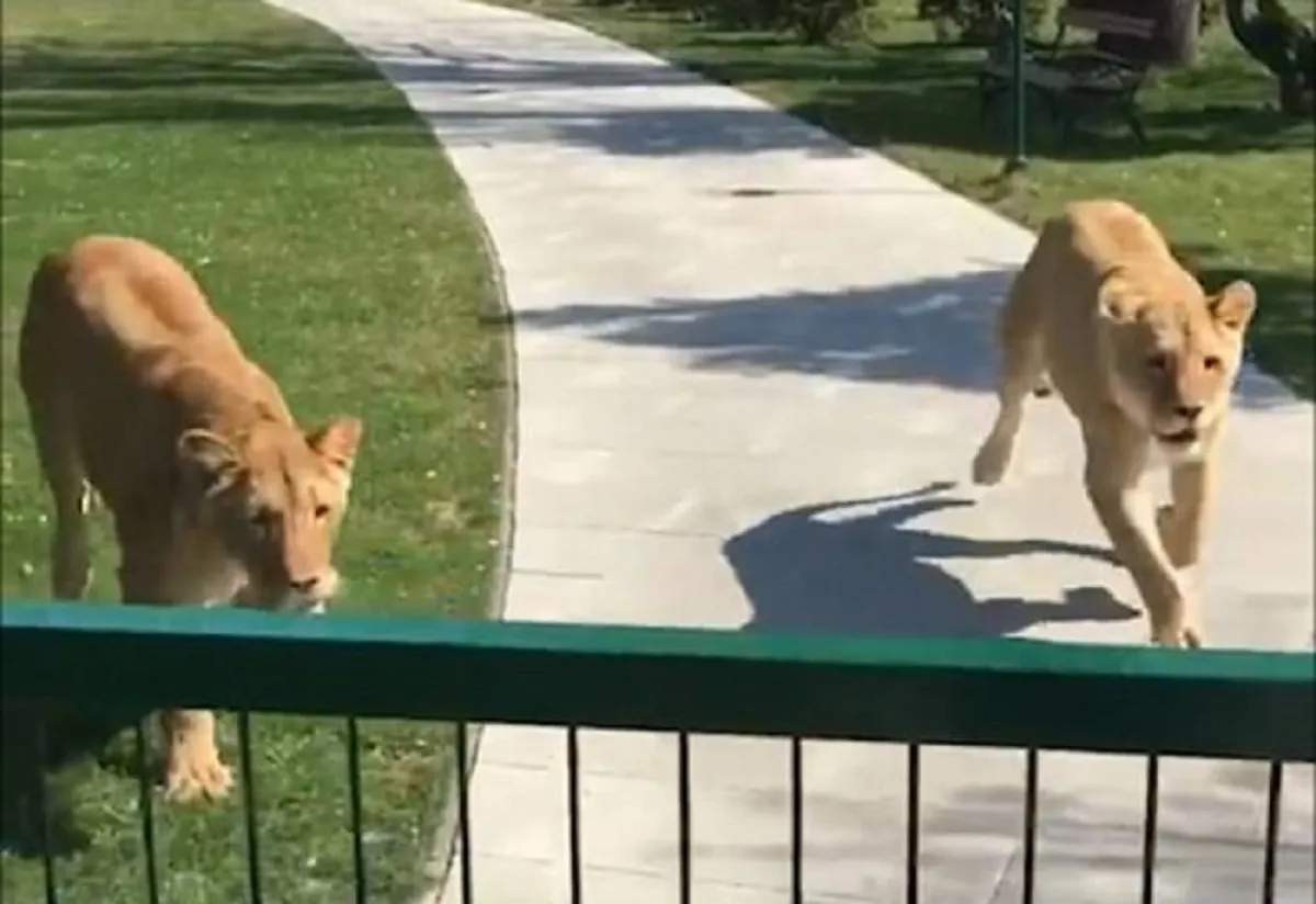 صورة اللبؤتين