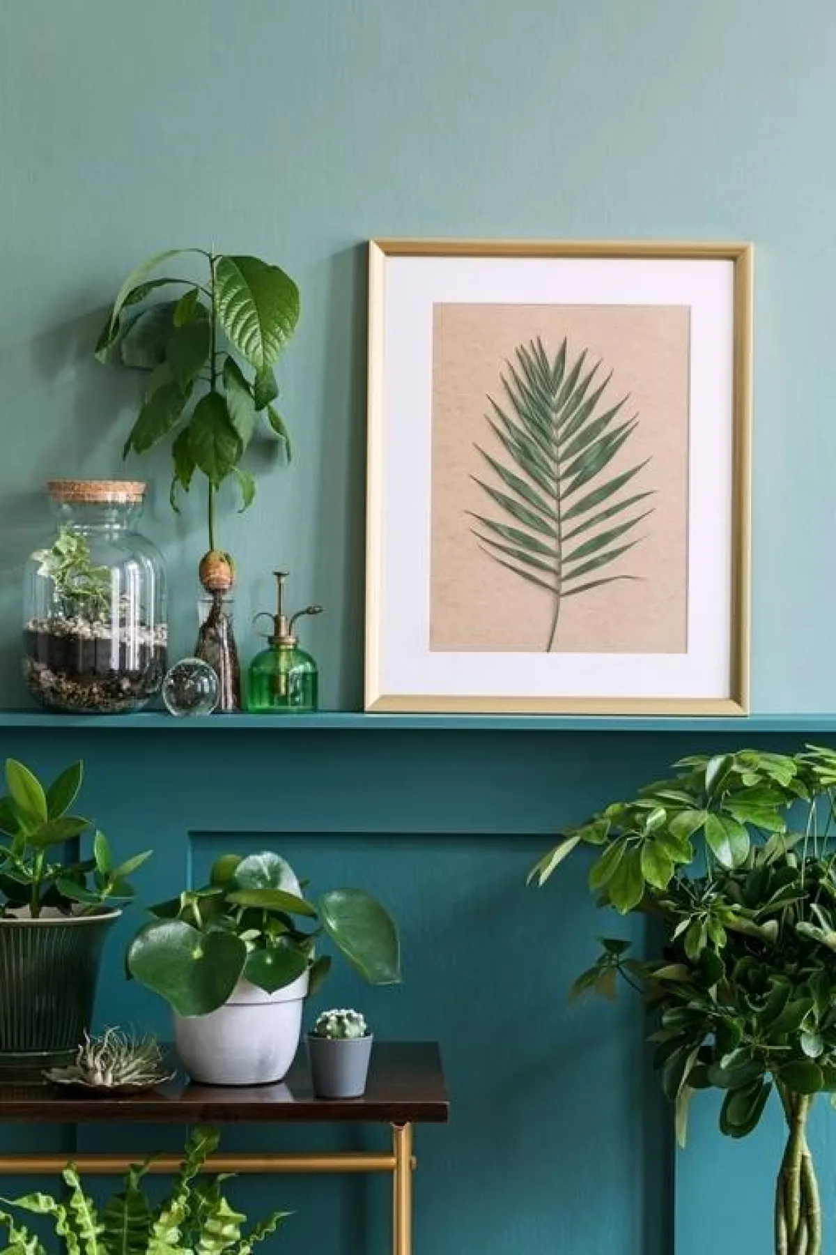 نباتات الظلّ 