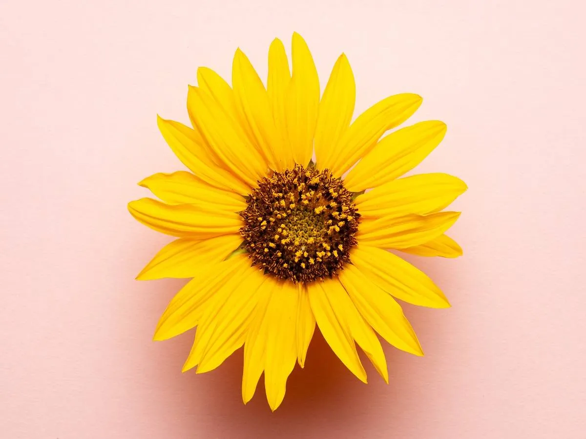 صورة لزهرة عباد الشمس