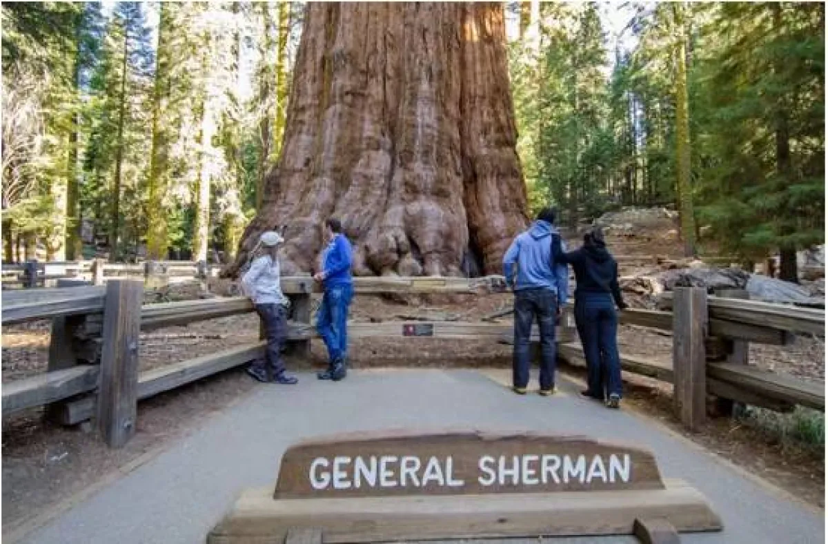 شجرة جنرال شيرمان 
