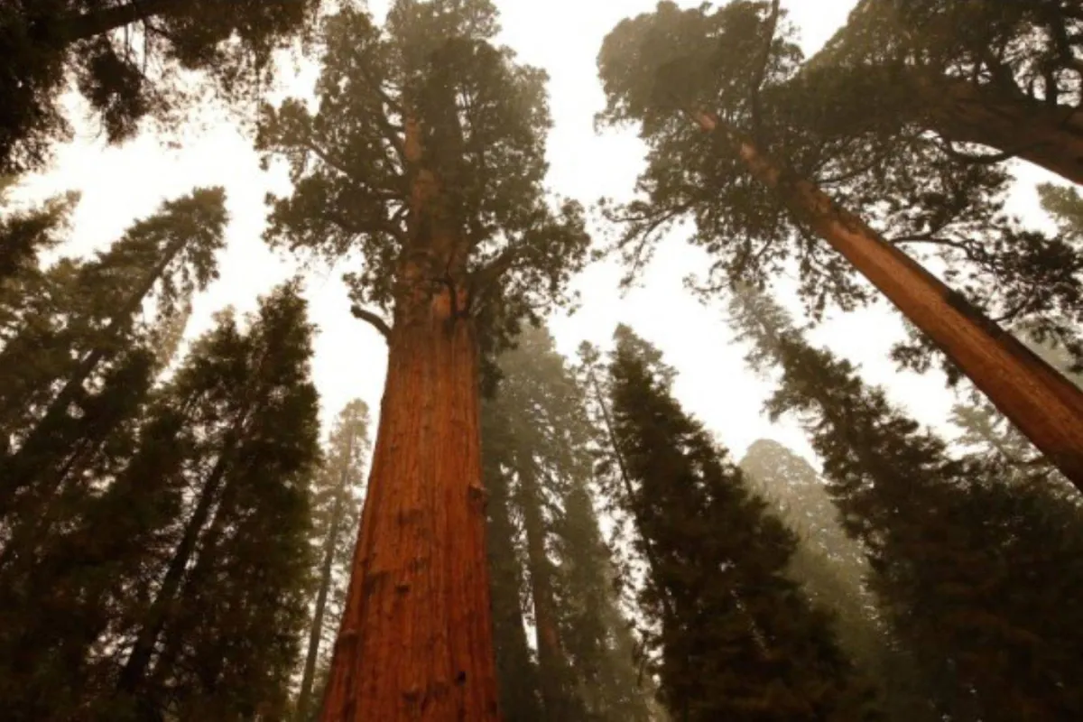 شجرة جنرال شيرمان 