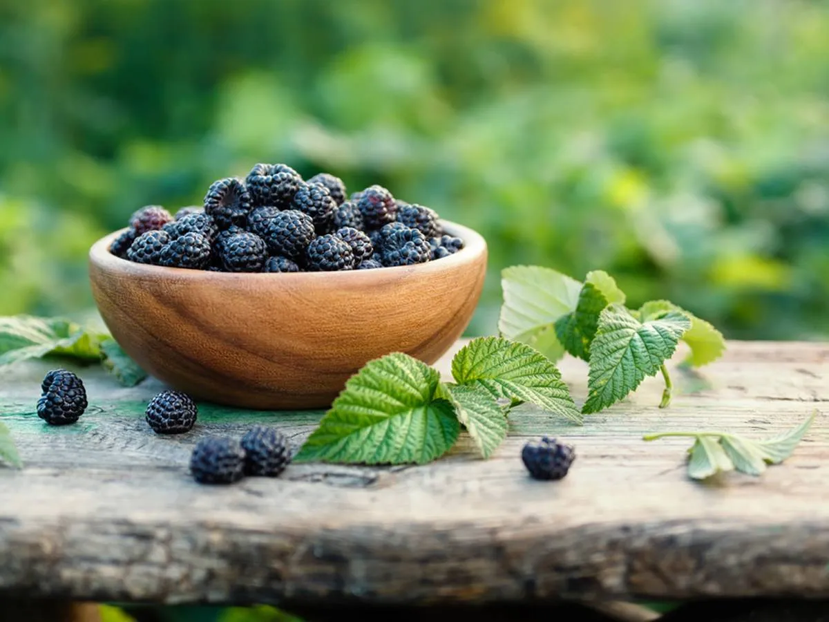 فوائد توت العليق الأسود