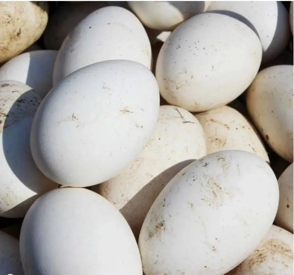 أغلى أنواع البيض في العالم