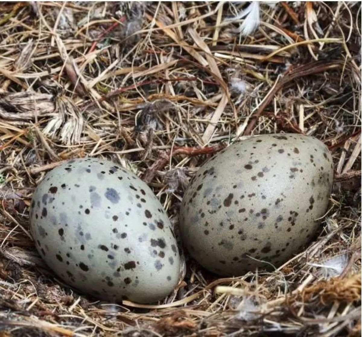 أغلى أنواع البيض في العالم