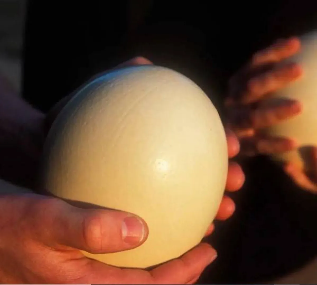 أغلى أنواع البيض في العالم