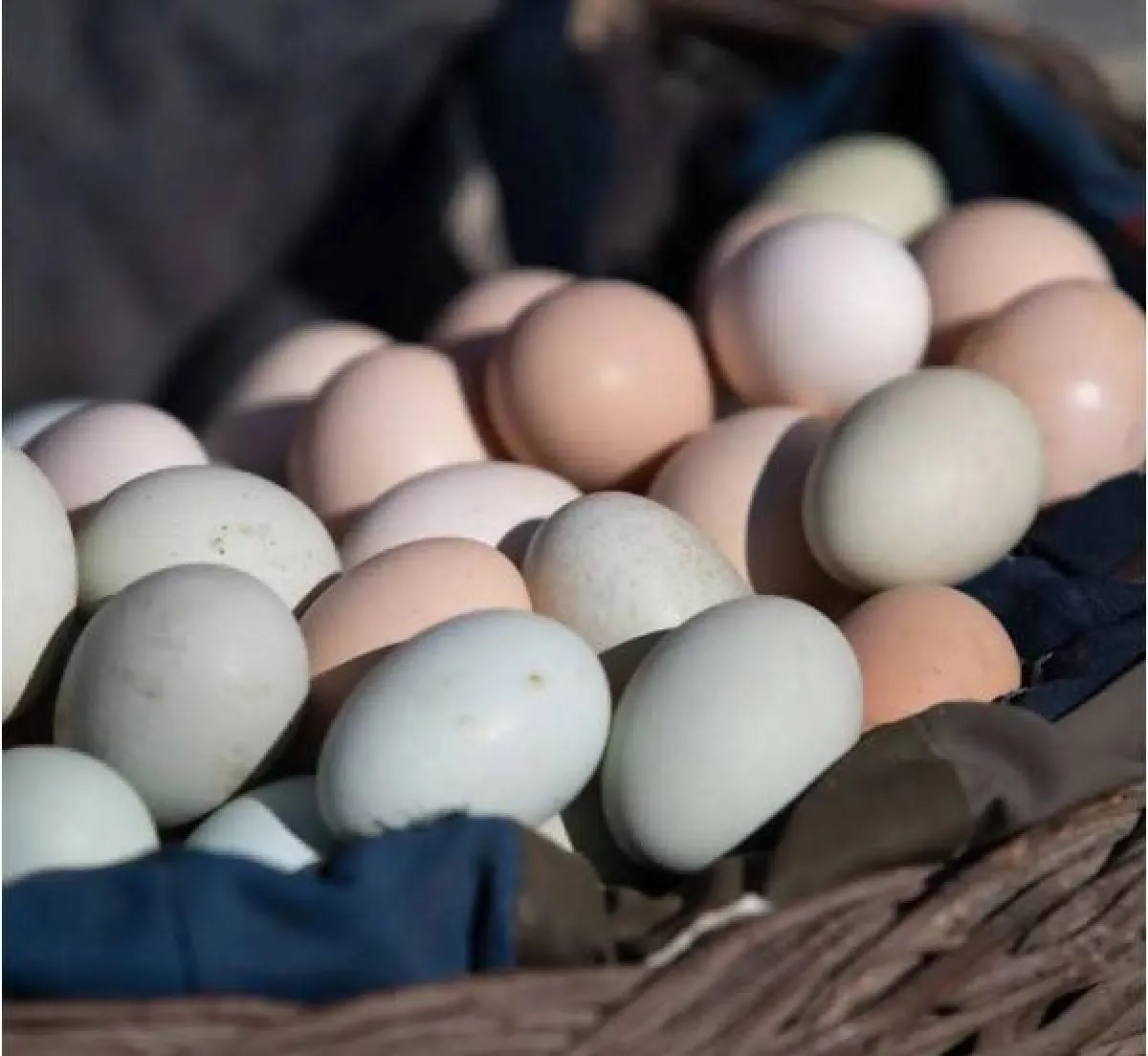 أغلى أنواع البيض في العالم