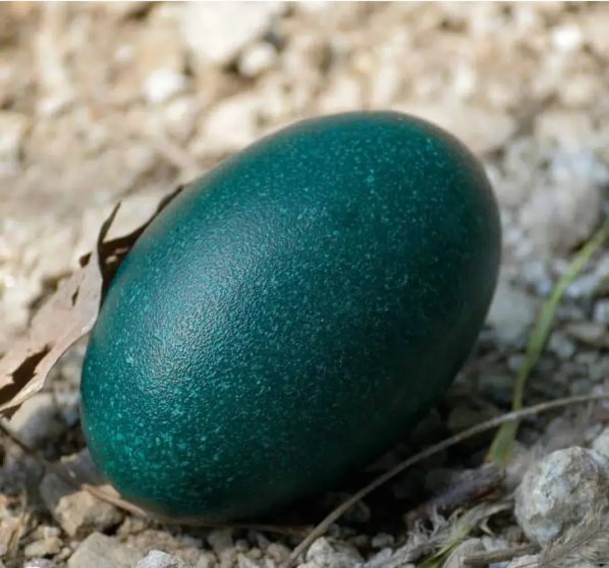 أغلى أنواع البيض في العالم