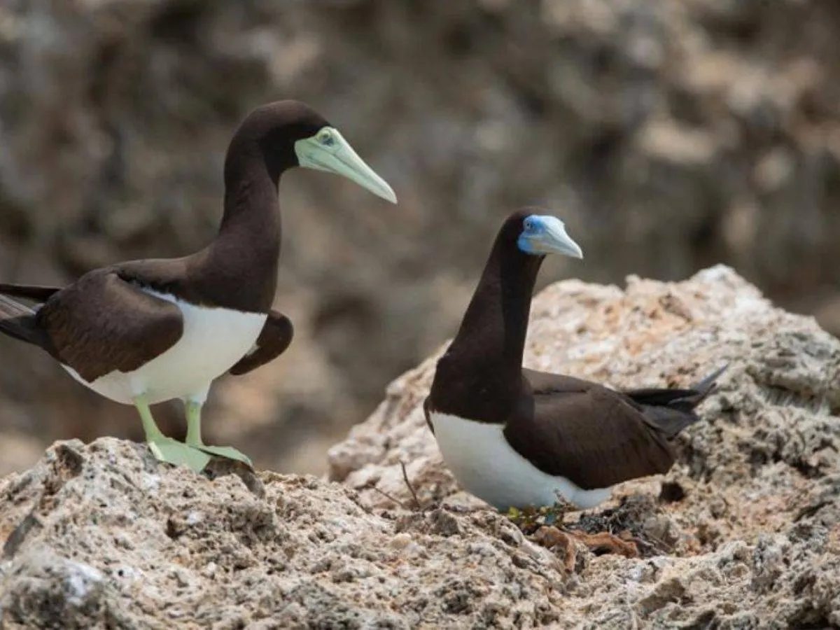 من الطيور في جزر فرسان - الصورة من واس
