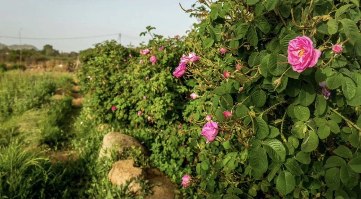 منتزه في الطائف - الصورة من روح السعودية 