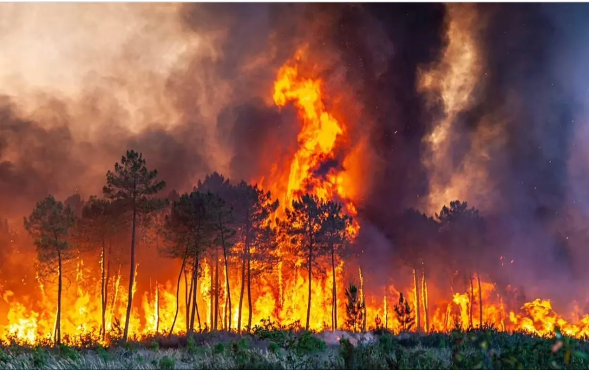 حرائق غابات