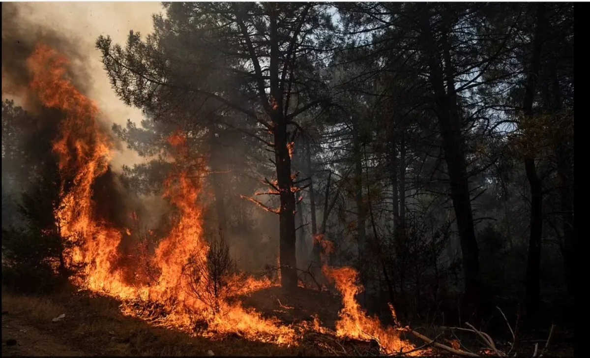 حرائق غابات