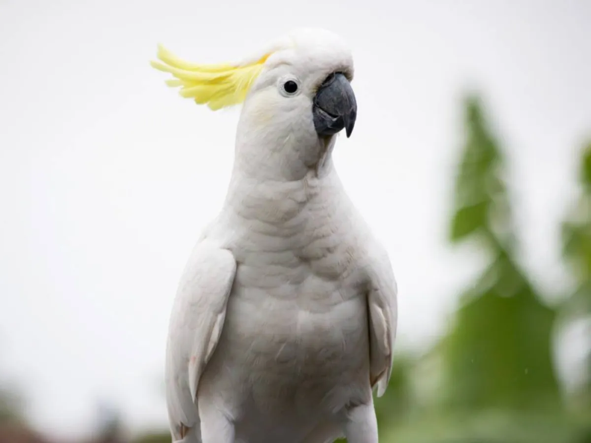 صورة لطائر الببغاء