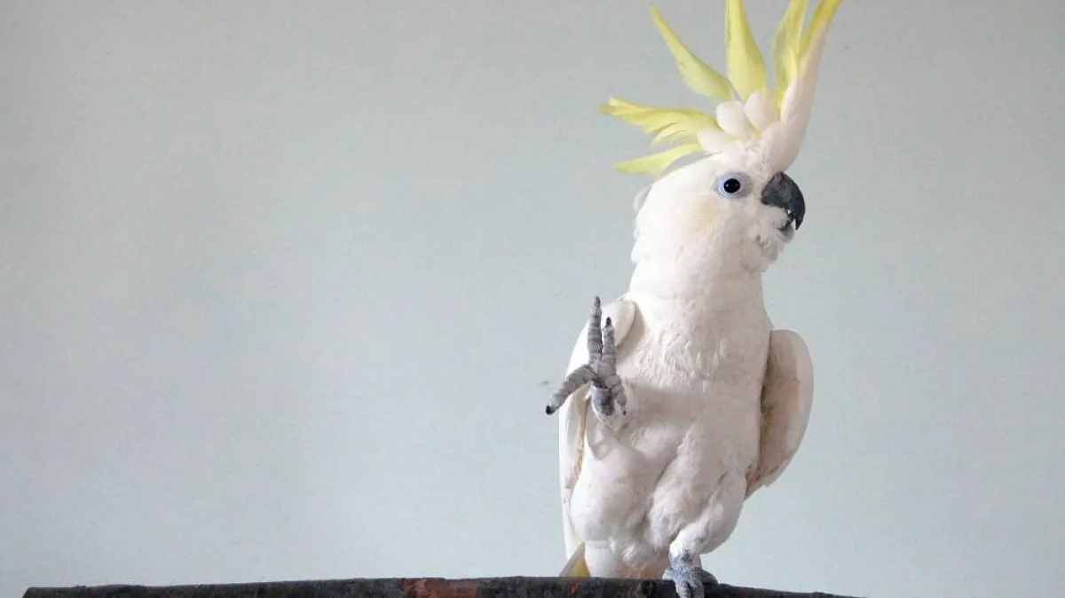 صورة ببغاء يرقص على أنغام موسيقى