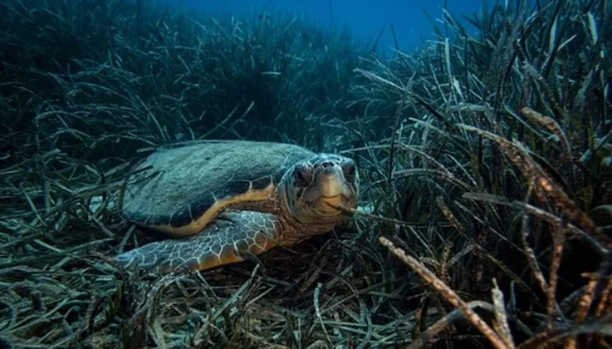 فى 70% من أكثر المناطق تنوعا بيولوجيا.... تغير المناخ يهدد الحياة البحرية