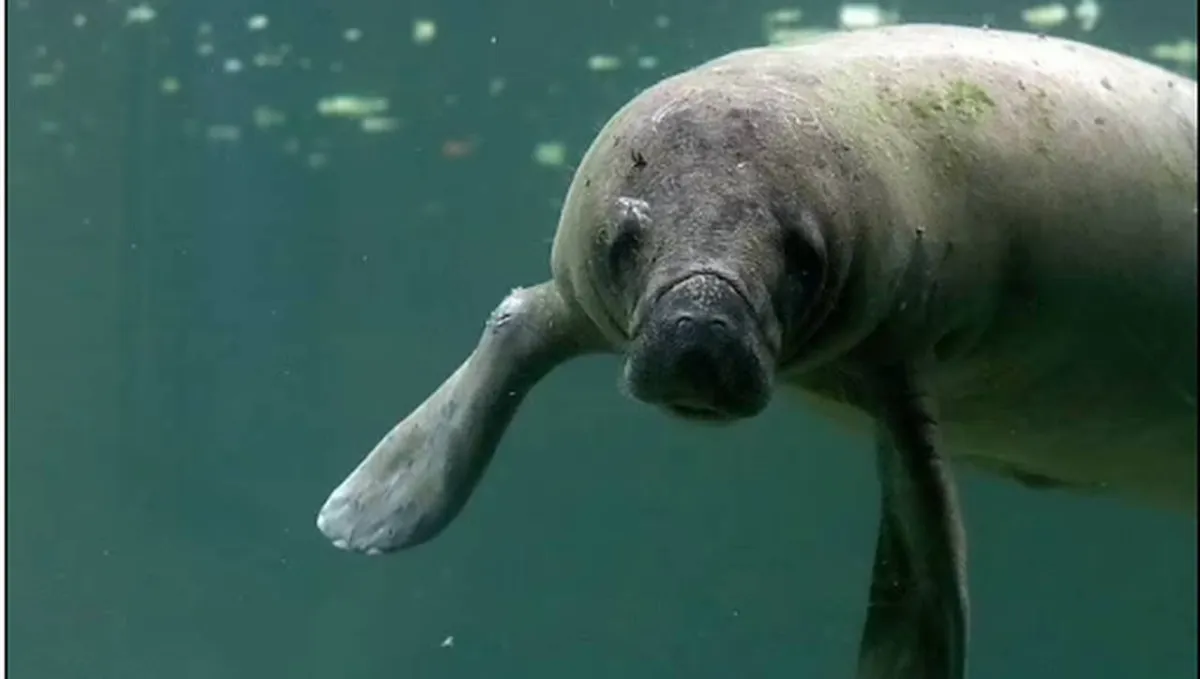 فى 70% من أكثر المناطق تنوعا بيولوجيا.... تغير المناخ يهدد الحياة البحرية