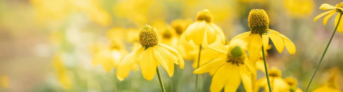 صورة للربيع