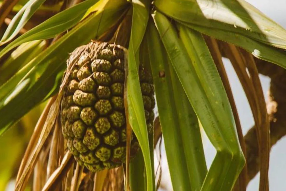 فوائد ماء الكادي