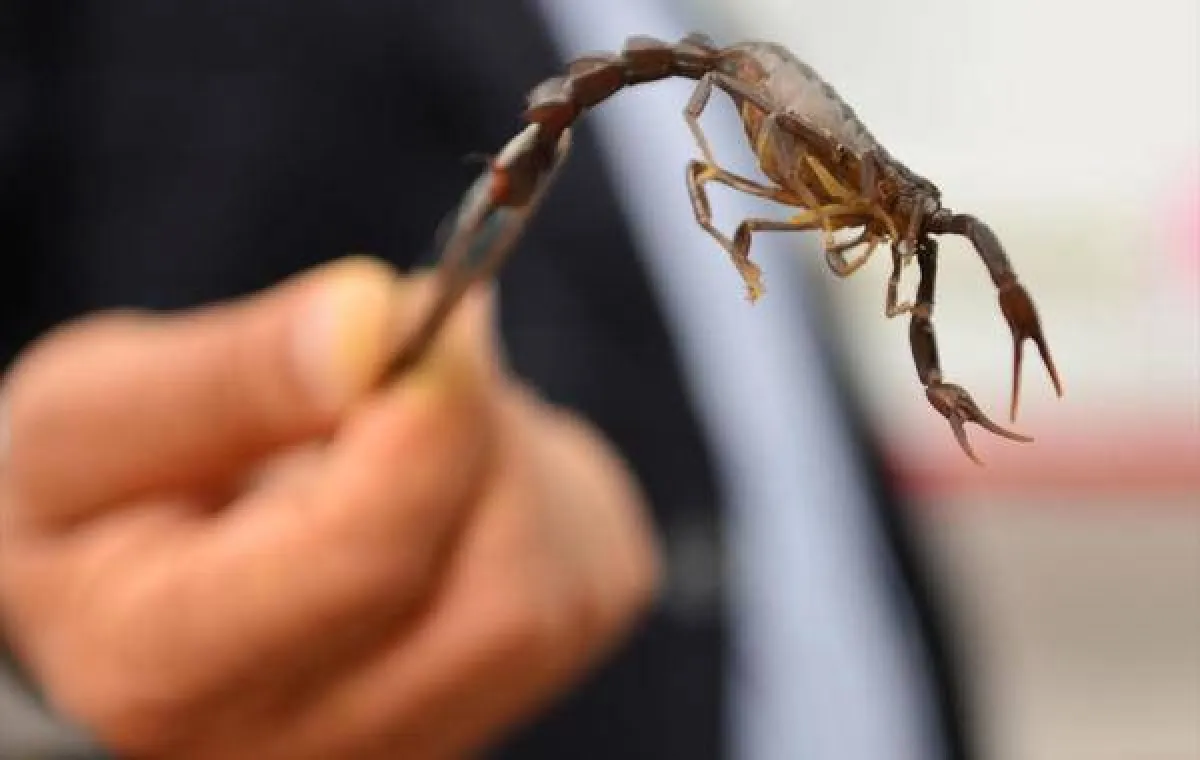 الصحة السعودية توجه نصائح للتعامل مع لسعات العقارب