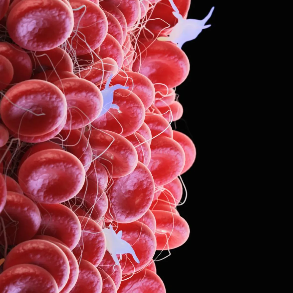 صورة الهيموغلوبين في الجسم