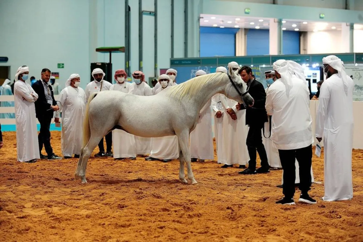 مزاد الخيول العربية. الصورة من "وام"