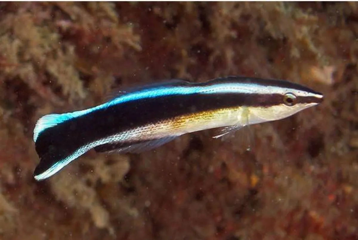 أسماك منظفة شائعة