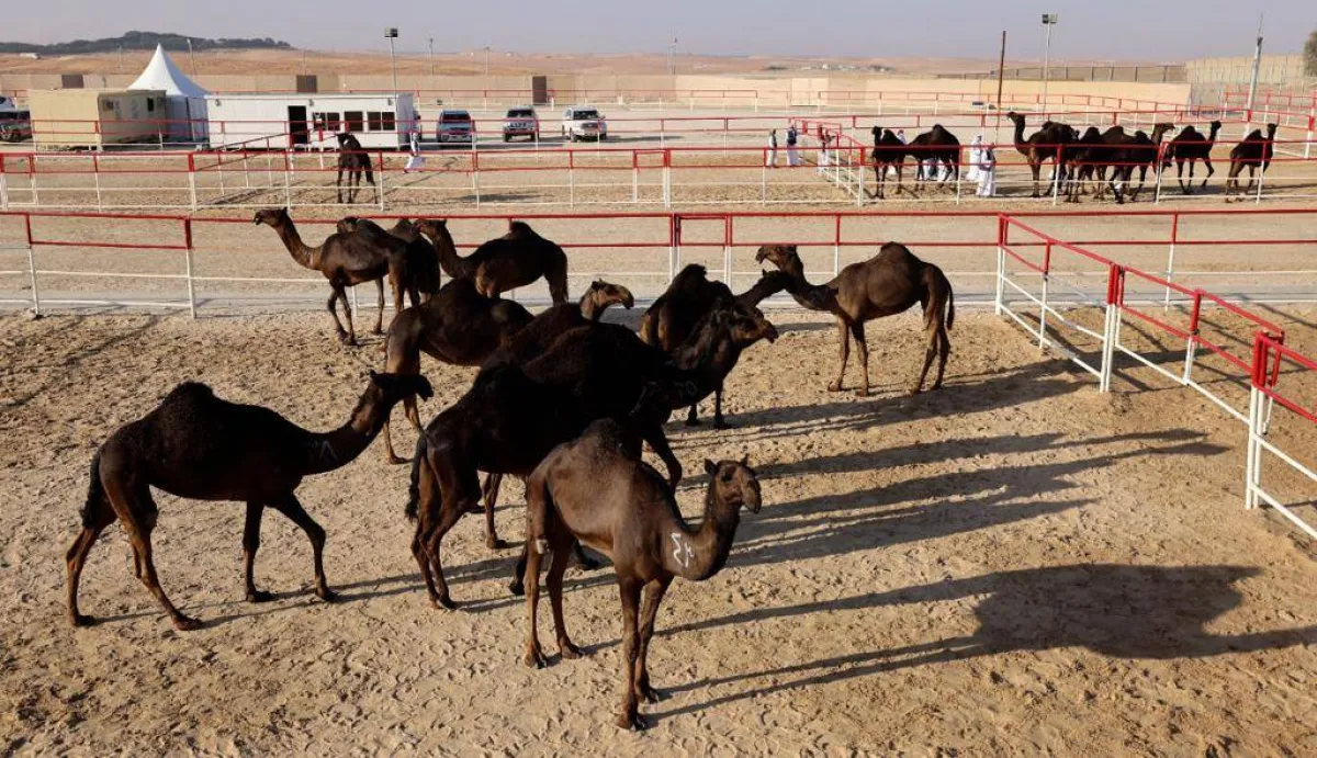 مهرجان الظفرة. الصورة من "وام"