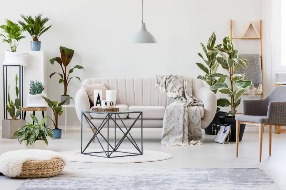 النباتات توزع في الزوايا وعلى الأسطح