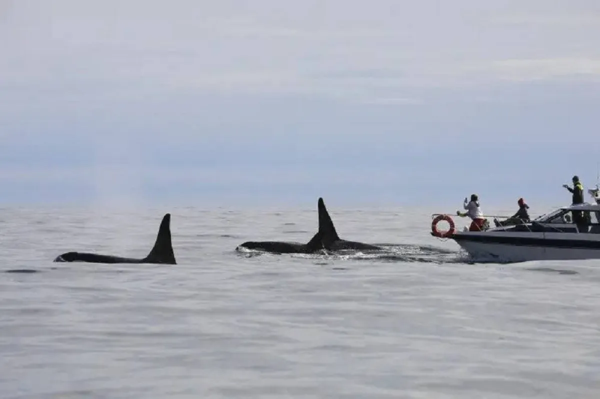 صورة حيتان بجاتب قارب