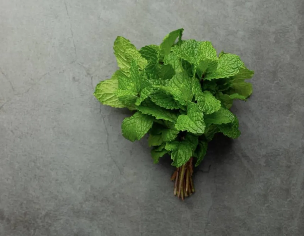 النعناع لندبات حب الشباب