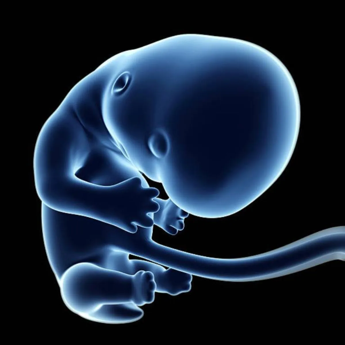 صورة للجنين في الأسبوع الخامس