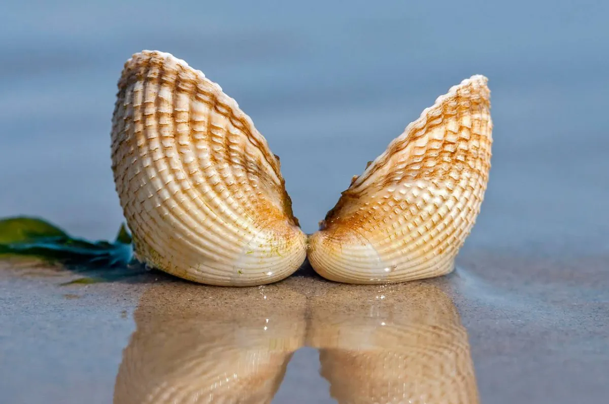 صورة لماء الصدف